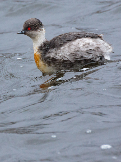 Silvery Grebe at Laguna Mica in Antisana National Park, Ecuador | ©Humberto Castillo Silvery Grebe at Laguna Mica in Antisana National Park, Ecuador | ©Humberto Castillo