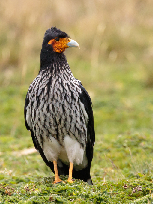 Carunculated Caracara at Antisana National Park | ©Humberto Castillo Carunculated Caracara at Antisana National Park | ©Humberto Castillo