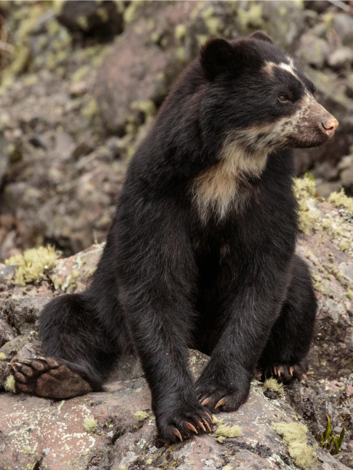 A close-up taken with a long lens of an Andean Spectacled Bear at Laguna de Secas | ©Humberto Castillo A close-up taken with a long lens of an Andean Spectacled Bear at Laguna de Secas | ©Humberto Castillo