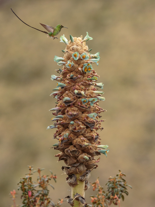 A Green-tailed Trainbearer goes in for a landing on a flowering achupaya | ©Humberto Castillo A Green-tailed Trainbearer goes in for a landing on a flowering achupaya | ©Humberto Castillo