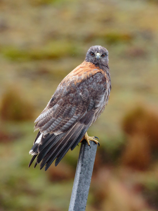 A Variable Hawk perches on a fence post at Tambo Condor A Variable Hawk perches on a fence post at Tambo Condor