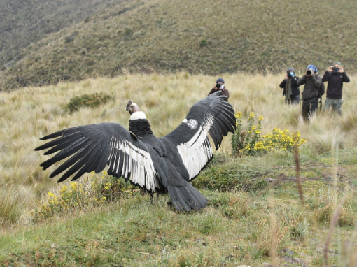 Studying Condor #16 Studying Condor #16