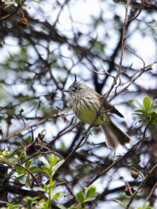 A well-camoflauged Tufted Tit-Tyrant near Laguna de Secas | ©Angela Drake A well-camoflauged Tufted Tit-Tyrant near Laguna de Secas | ©Angela Drake