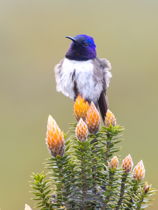 An Ecuadorian Hillstar perched on orange blooming chuquiragua | ©Xavier Muñoz An Ecuadorian Hillstar perched on orange blooming chuquiragua | ©Xavier Muñoz