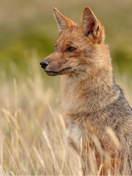 Andean Fox | ©Humberto Castillo An Andean Fox, with its mottles reddish brown fur, sits attentively with its ears upright and eyes alert