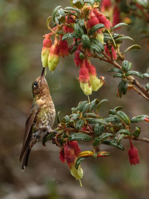A Tyrian Metaltail perched while sipping nectar from a native flower | ©Humberto Castillo A Tyrian Metaltail perched while sipping nectar from a native flower | ©Humberto Castillo