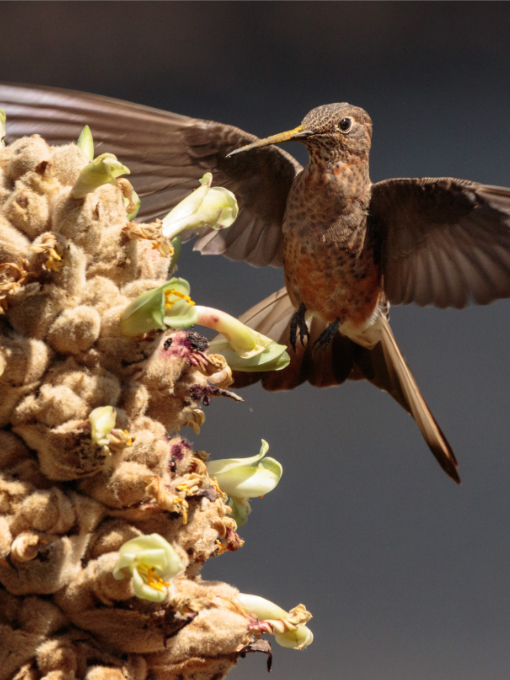 Giant Hummingbird | ©Humberto Castillo Giant Hummingbird | ©Humberto Castillo