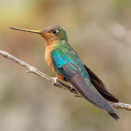 Great Sapphire Wing | ©Humberto Castillo A female Great Sapphirewing Hummingbird perches on a slender branch, her beak covered in golden pollen