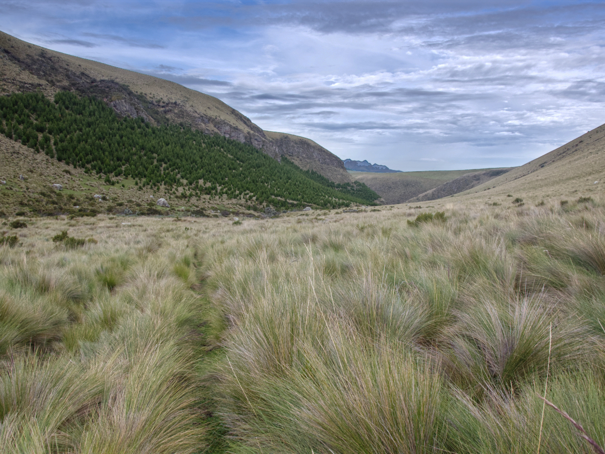 High paramo in the Chakana Reserve | ©Angela Drake High paramo in the Chakana Reserve | ©Angela Drake