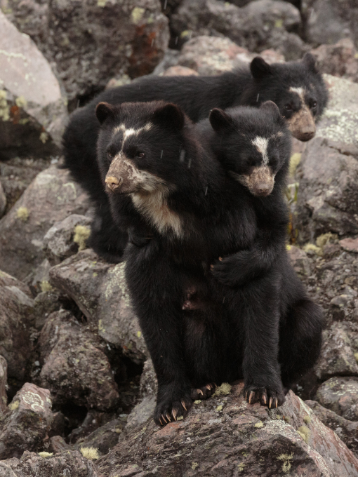 Spectacled Bears | ©Humberto Castillo A Spectacled Bear sits atop a rock at Laguna de Secas while one cub clings to her back and shoulders and the other stands behind.