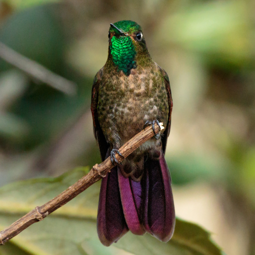 Tyrian Metal Tail | ©Humberto Castillo A Tyrian Metaltail perched on a slender branch, its green throat feathers and purple tail feathers reflecting light.