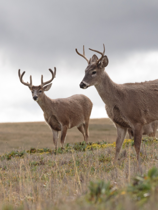 White-tailed Deer with racks | ©Humberto Castillo White-tailed Deer with racks | ©Humberto Castillo