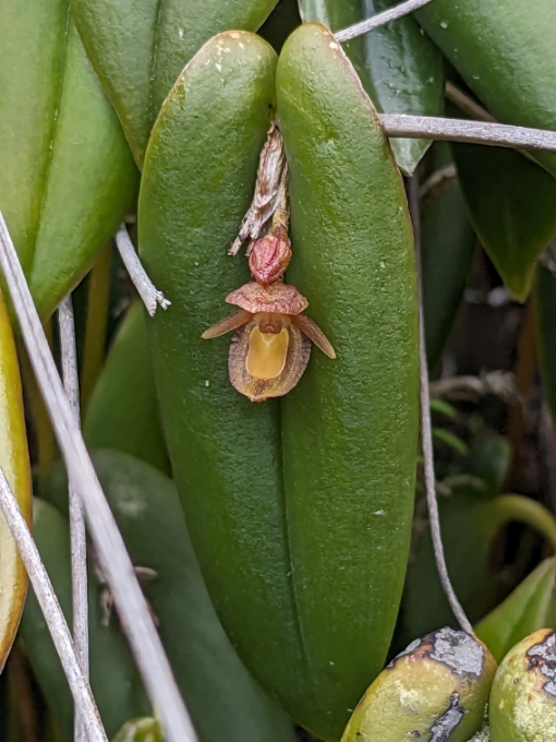 A diminutive orchid seen at Laguna de Secas | ©Angela Drake A diminutive orchid seen at Laguna de Secas | ©Angela Drake