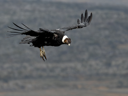 An Andean Condor comes in for a landing over the Andean paramo.