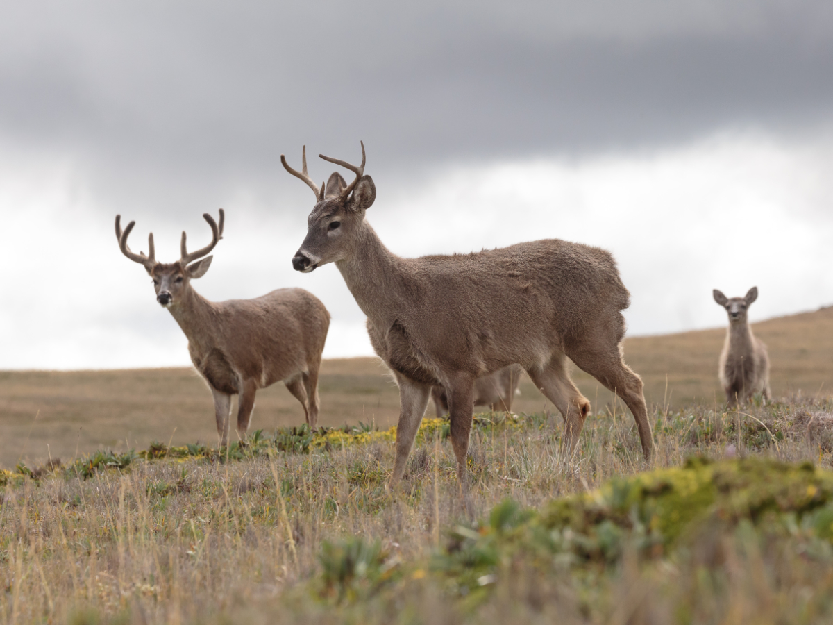 White-tailed Deer, including two males with large racks, in Antisana National Park near Tambo Condor.