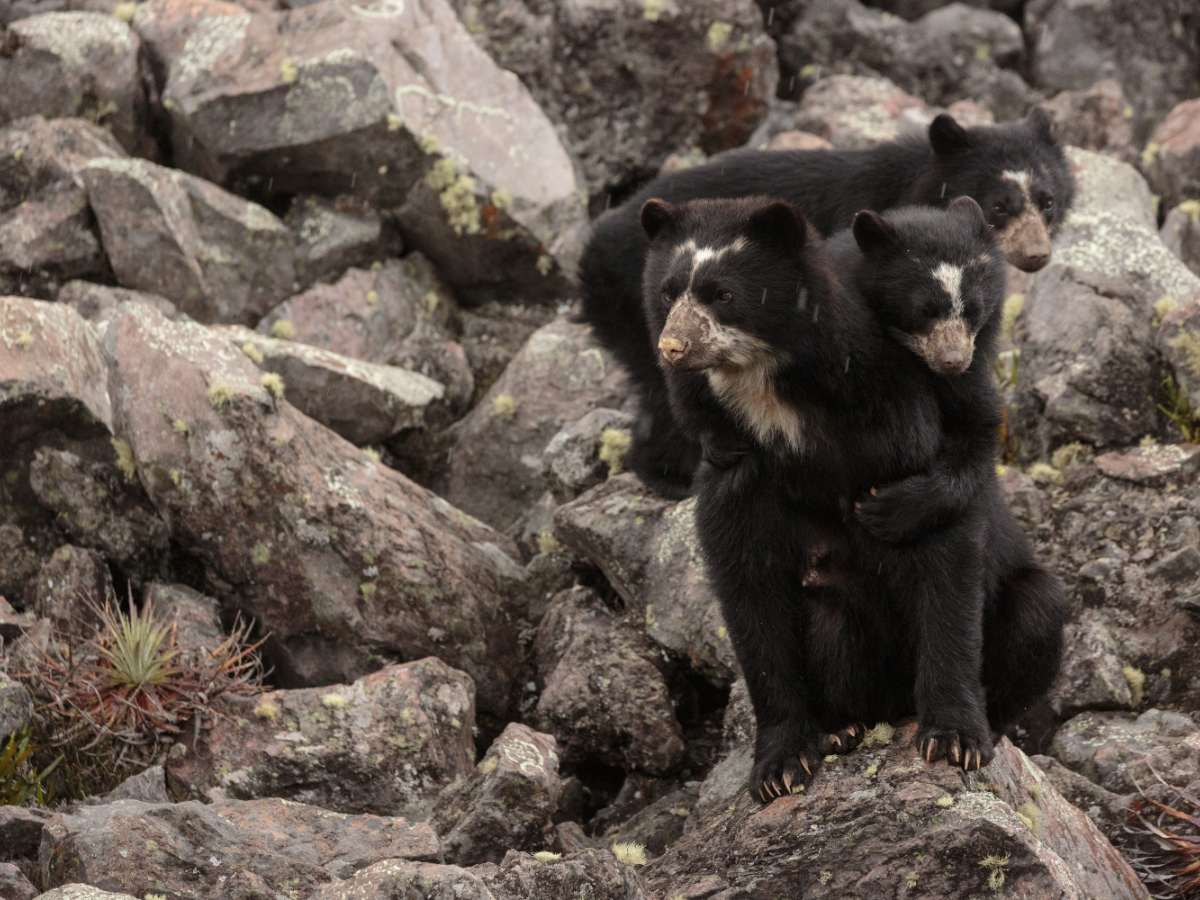 A female Spectacled Bear with two cubs, one hanging on her back, the second hiding behind her, on rocky ground of Laguna Secas.
