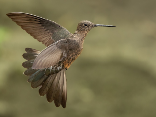 A close-up image of a Giant Hummingbird in flight shows every detail of its tiny feathers.