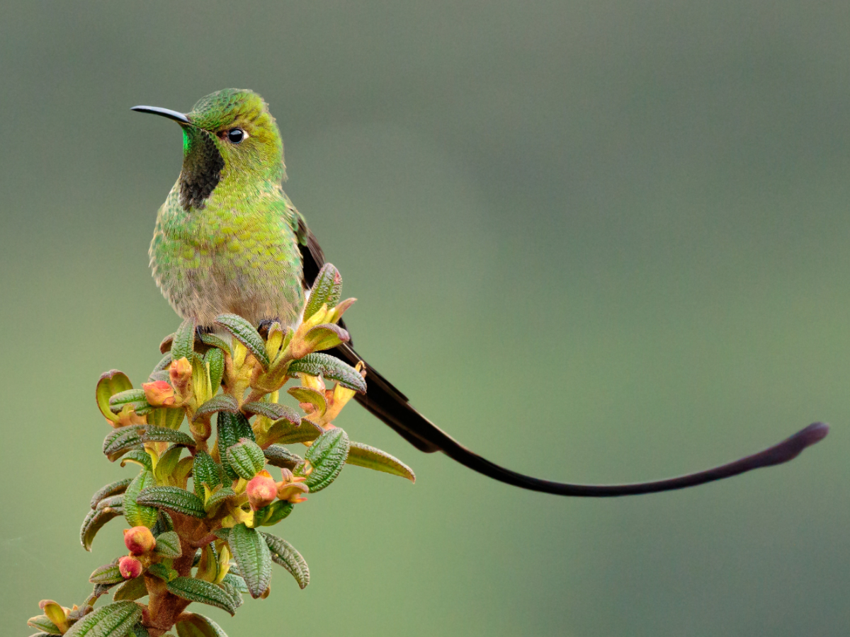 A close-up of a Green-tailed Trainbearer hummingbird perched on a native plant.